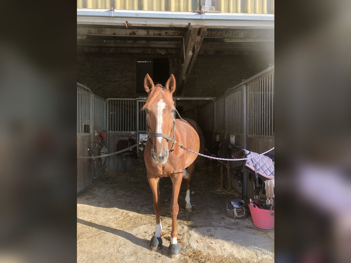 Französischer Traber Stute 9 Jahre 163 cm Fuchs in Chailly en brie