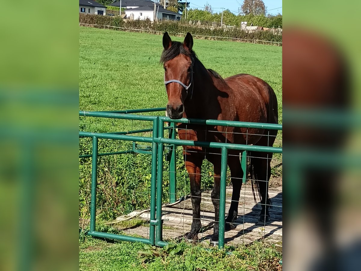 Französischer Traber Wallach 10 Jahre 162 cm Brauner in Saint Rémy en Rollat