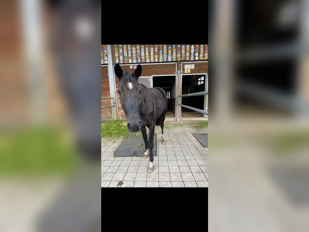 Französischer Traber Wallach 10 Jahre 164 cm Schwarzbrauner in Oberstammheim