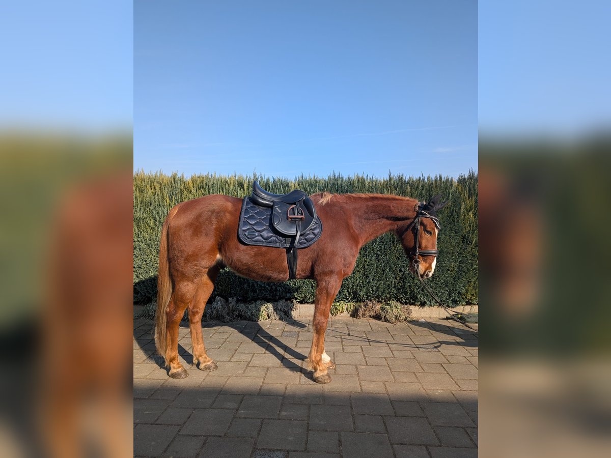 Französischer Traber Wallach 11 Jahre 150 cm Fuchs in Neuburg an der Donau