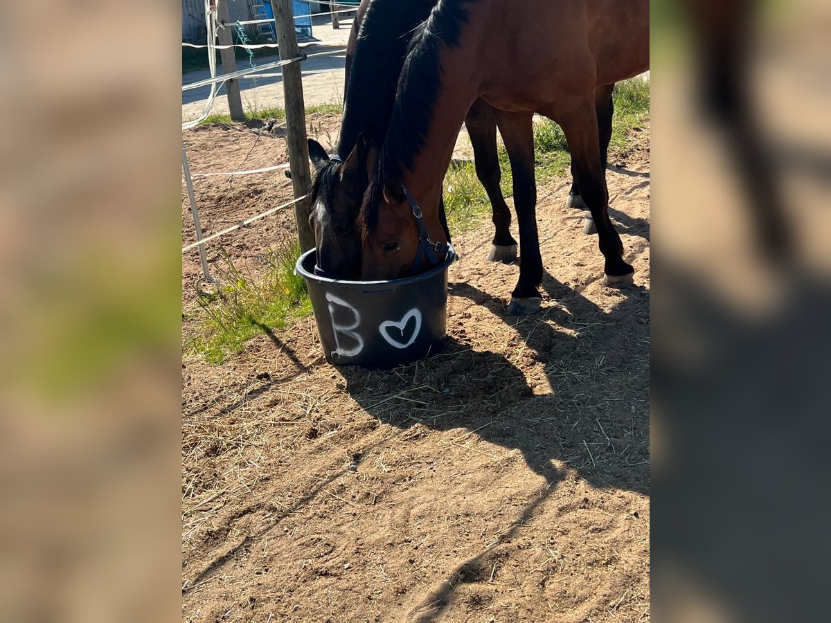 Französischer Traber Wallach 11 Jahre 174 cm Brauner in Dinkelsb&#xFC;hl
