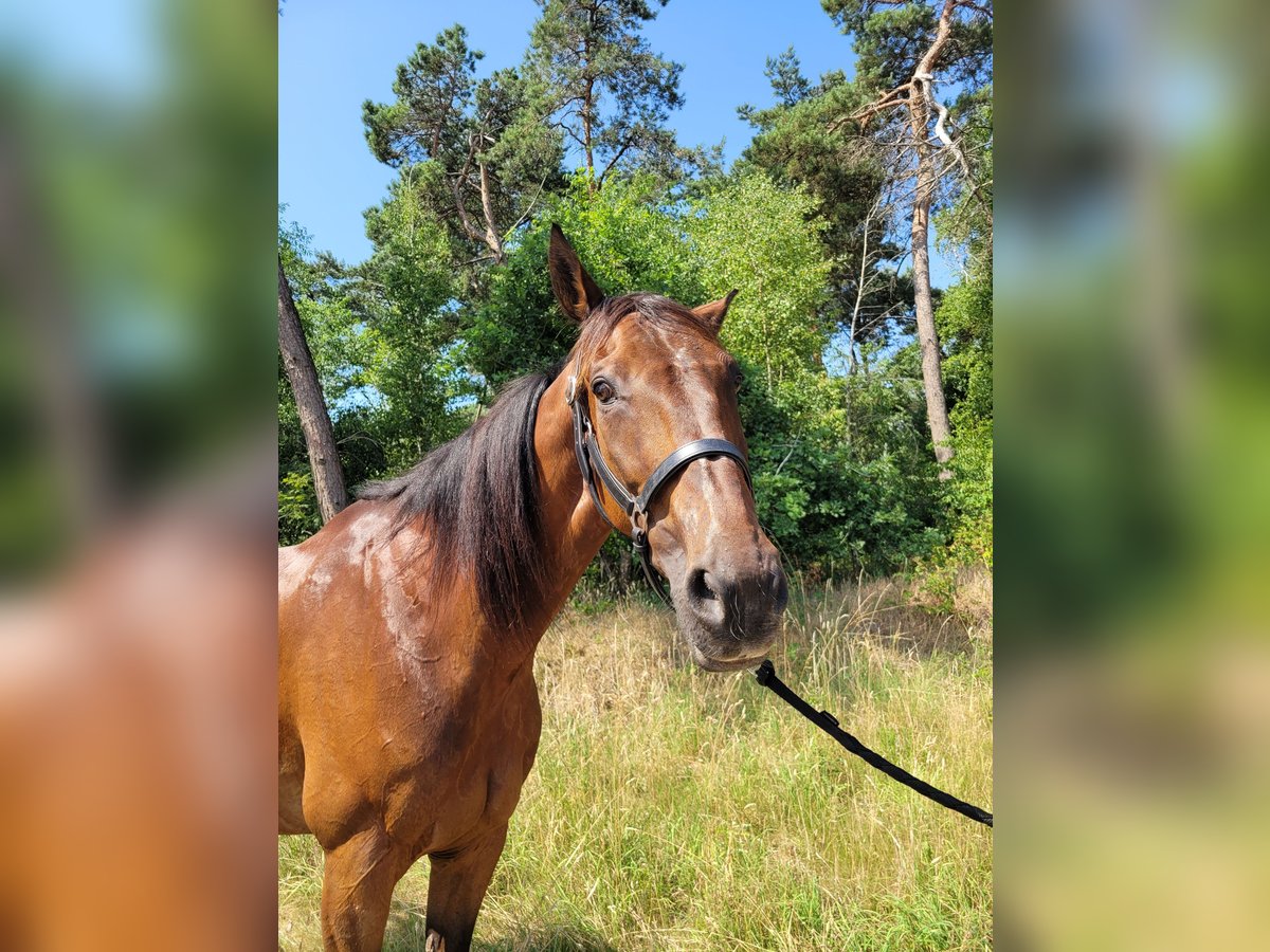 Französischer Traber Wallach 12 Jahre 170 cm Brauner in Kevelaer