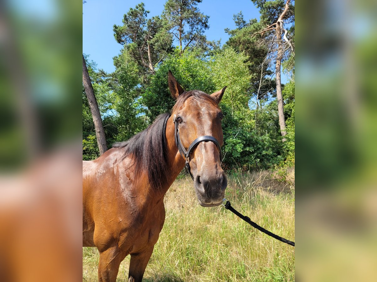 Französischer Traber Wallach 12 Jahre 170 cm Brauner in Kevelaer