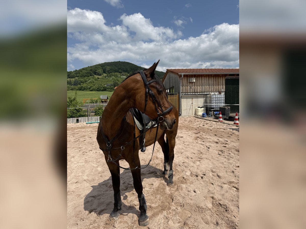 Französischer Traber Wallach 19 Jahre 172 cm Brauner in Kaltennordheim
