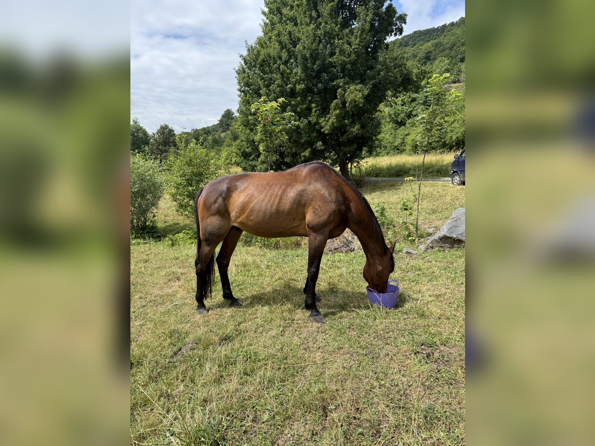 Französischer Traber Wallach 19 Jahre 172 cm Dunkelbrauner in Kaltennordheim