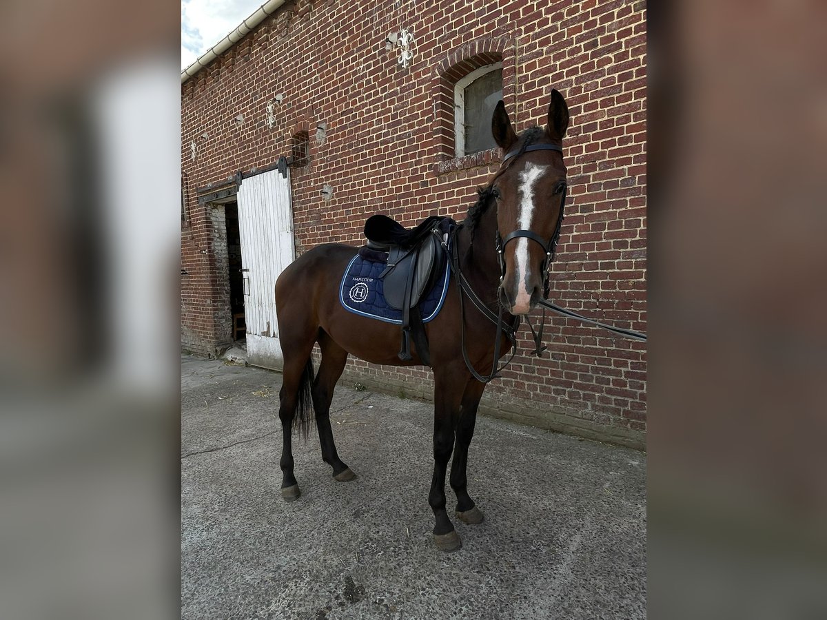 Französischer Traber Wallach 2 Jahre 155 cm Brauner in EPENANCOURT