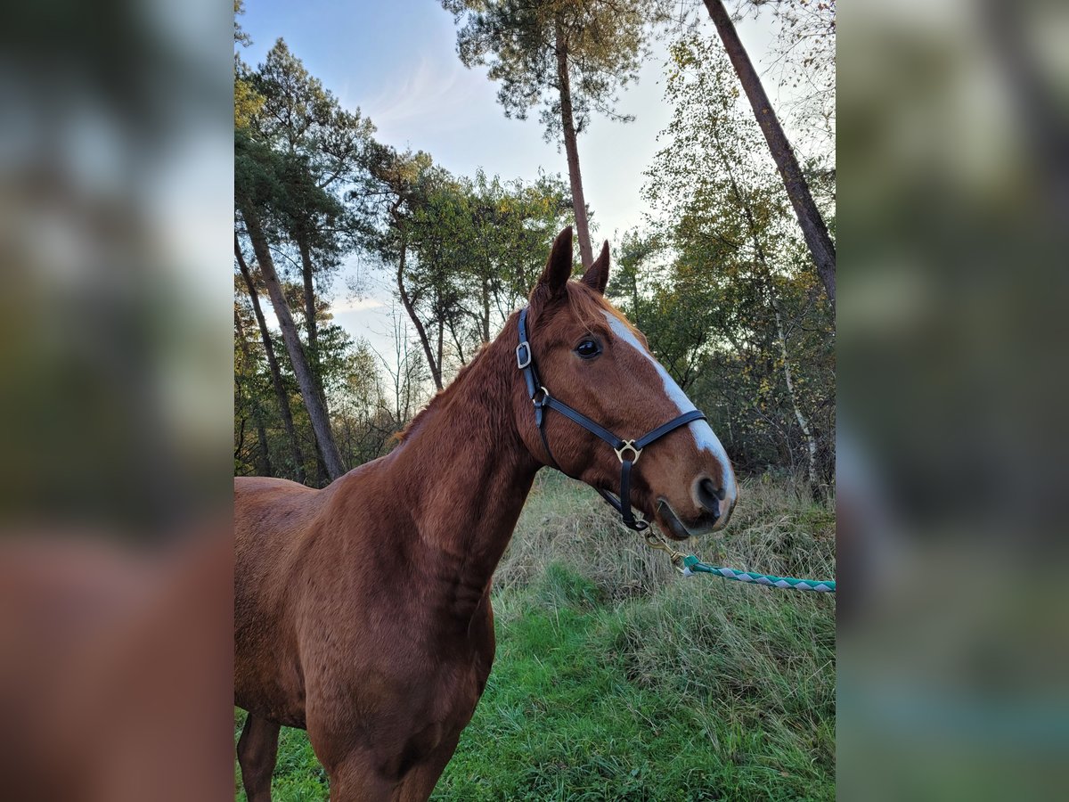 Französischer Traber Wallach 3 Jahre 160 cm Fuchs in Weeze