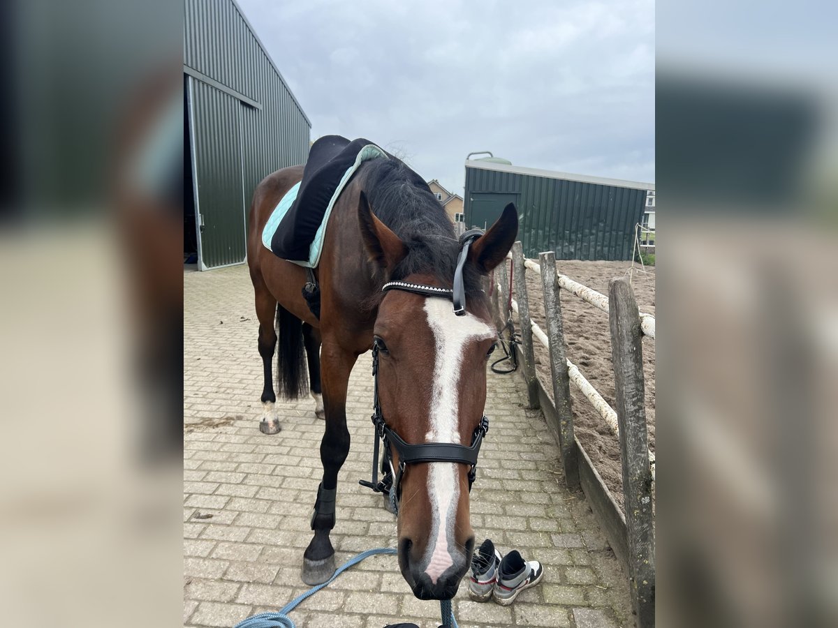 Französischer Traber Wallach 4 Jahre 170 cm Brauner in Nieuwerbrug aan den Rijn