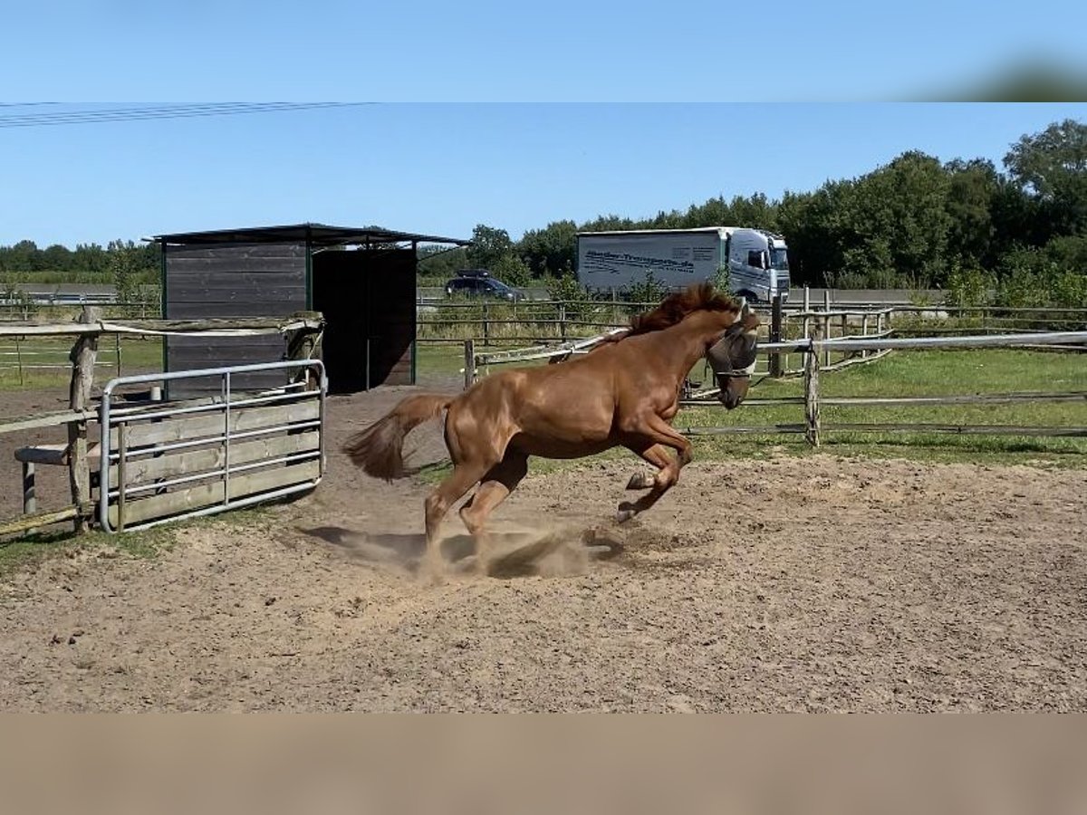 Französischer Traber Wallach 4 Jahre 170 cm Fuchs in Latendorf