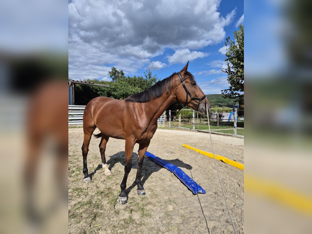 Französischer Traber Wallach 5 Jahre 160 cm Brauner in Rotenburg an der Fulda