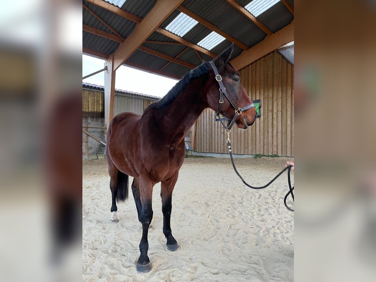 Französischer Traber Wallach 5 Jahre 162 cm Brauner in Versonnex