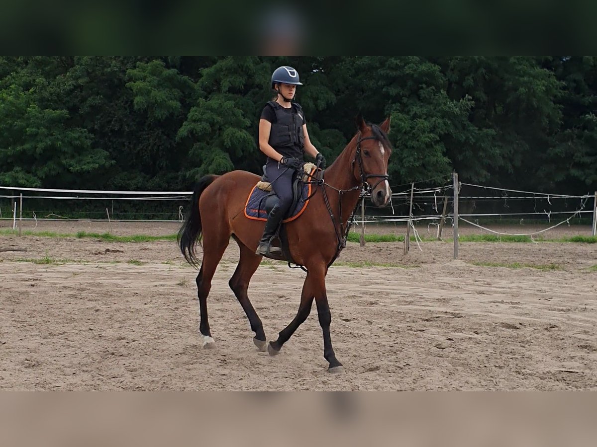 Französischer Traber Wallach 5 Jahre 165 cm Brauner in Pi&#x142;a