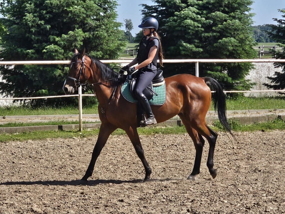 Französischer Traber Wallach 5 Jahre 165 cm Brauner in Romanowo Dolne