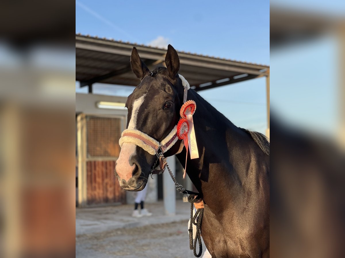 Französischer Traber Wallach 5 Jahre 169 cm Rappe in Ciutadella De Menorca