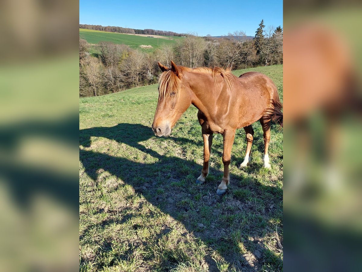 Französischer Traber Wallach 5 Jahre 172 cm Fuchs in Burgen