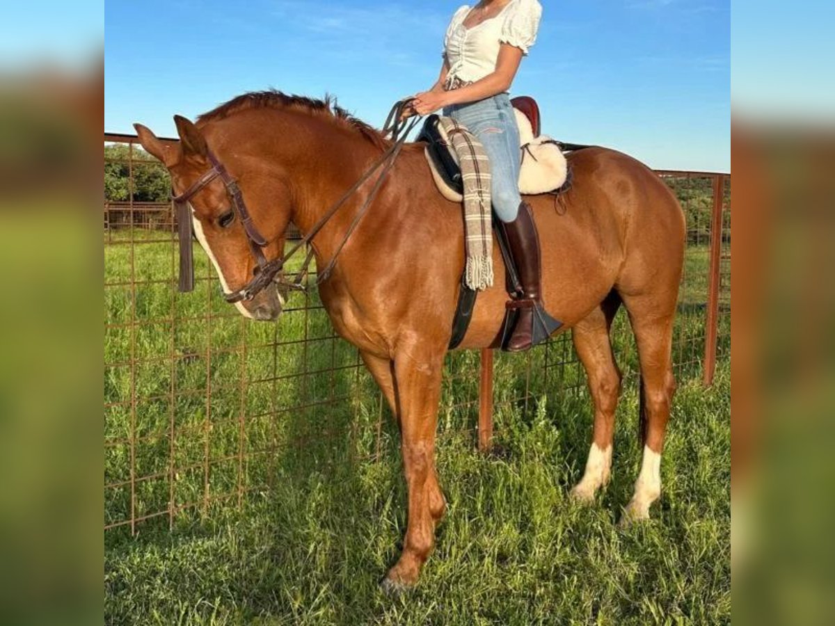 Französischer Traber Wallach 6 Jahre 164 cm Fuchs in Sabadell Französischer Traber Wallach 6 Jahre 164 cm Fuchs in Sabadell