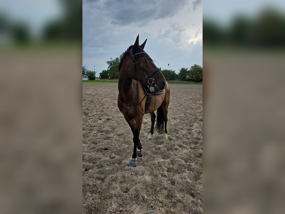 Französischer Traber Wallach 6 Jahre 170 cm Brauner in Hohenberg-Krusemark