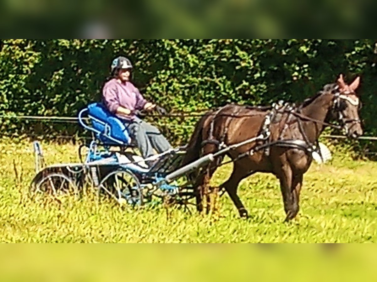 Französischer Traber Wallach 7 Jahre 160 cm Dunkelbrauner in Champ-Haut