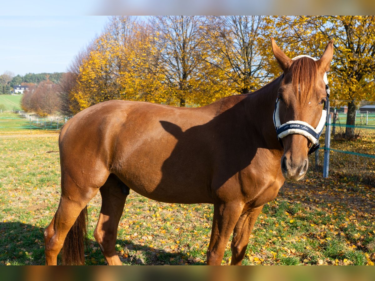 Französischer Traber Wallach 7 Jahre 160 cm Fuchs in Bautzen