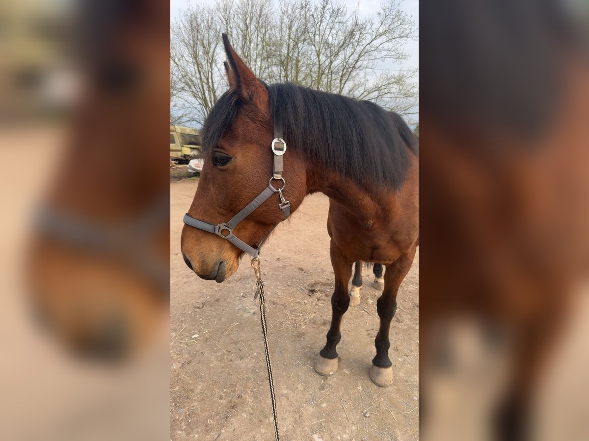 Französischer Traber Wallach 7 Jahre 172 cm Brauner in Mehlingen