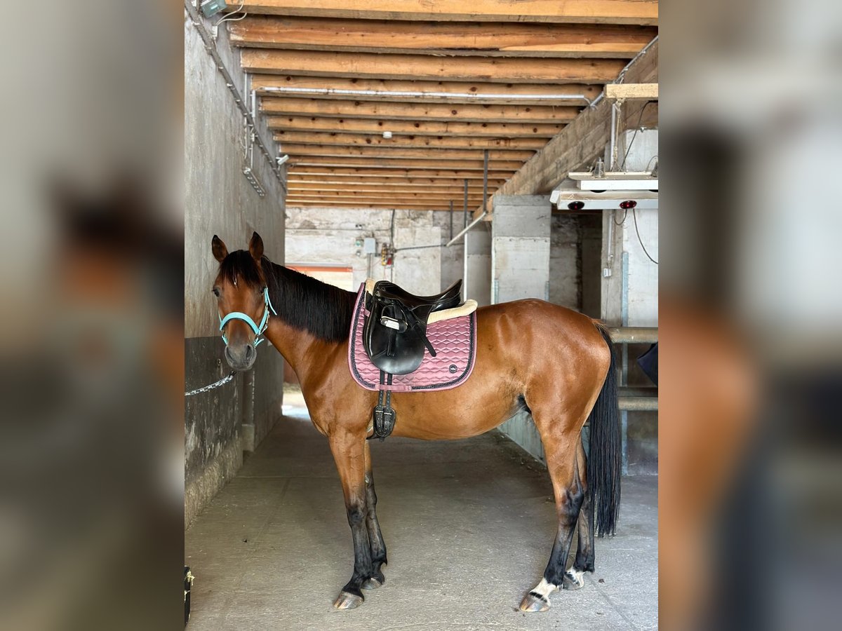 Französischer Traber Mix Wallach 8 Jahre 150 cm Brauner in Miesenbach