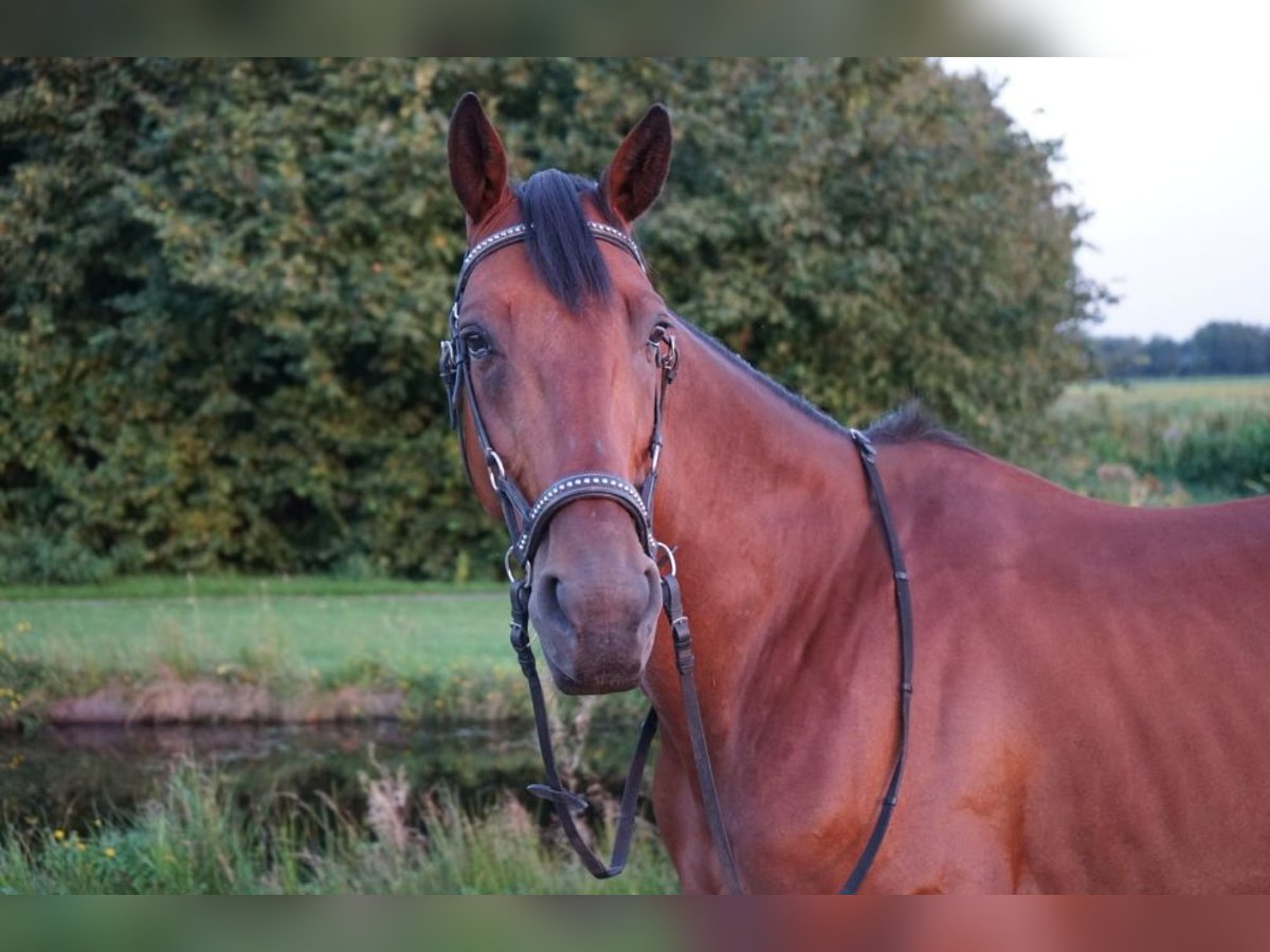 Französischer Traber Wallach 8 Jahre 160 cm Brauner in Annerveenschekanaal