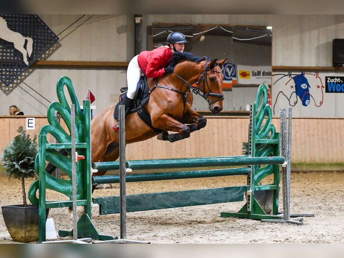 Französischer Traber Wallach 8 Jahre 168 cm Brauner in Odelzhausen