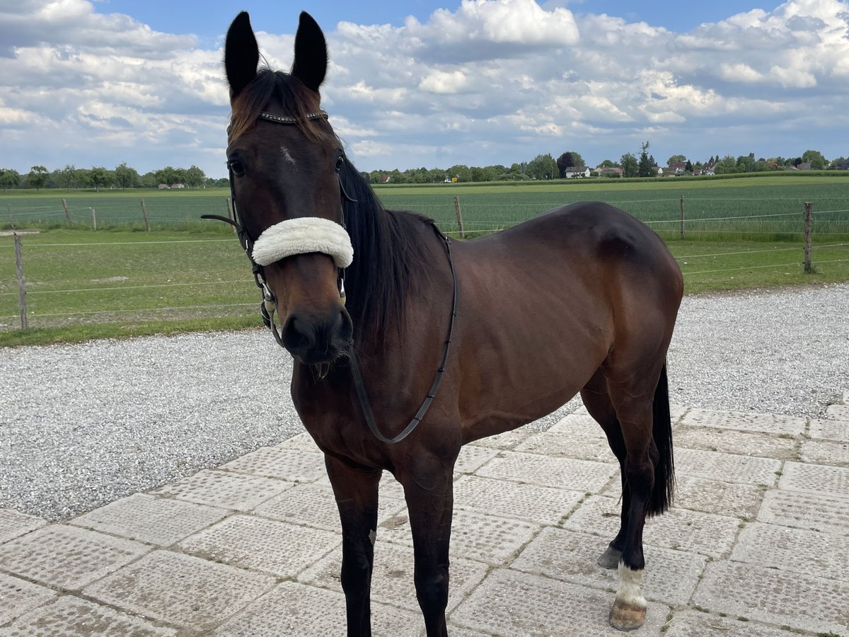 Französischer Traber Wallach 8 Jahre 170 cm Brauner in Kaufering