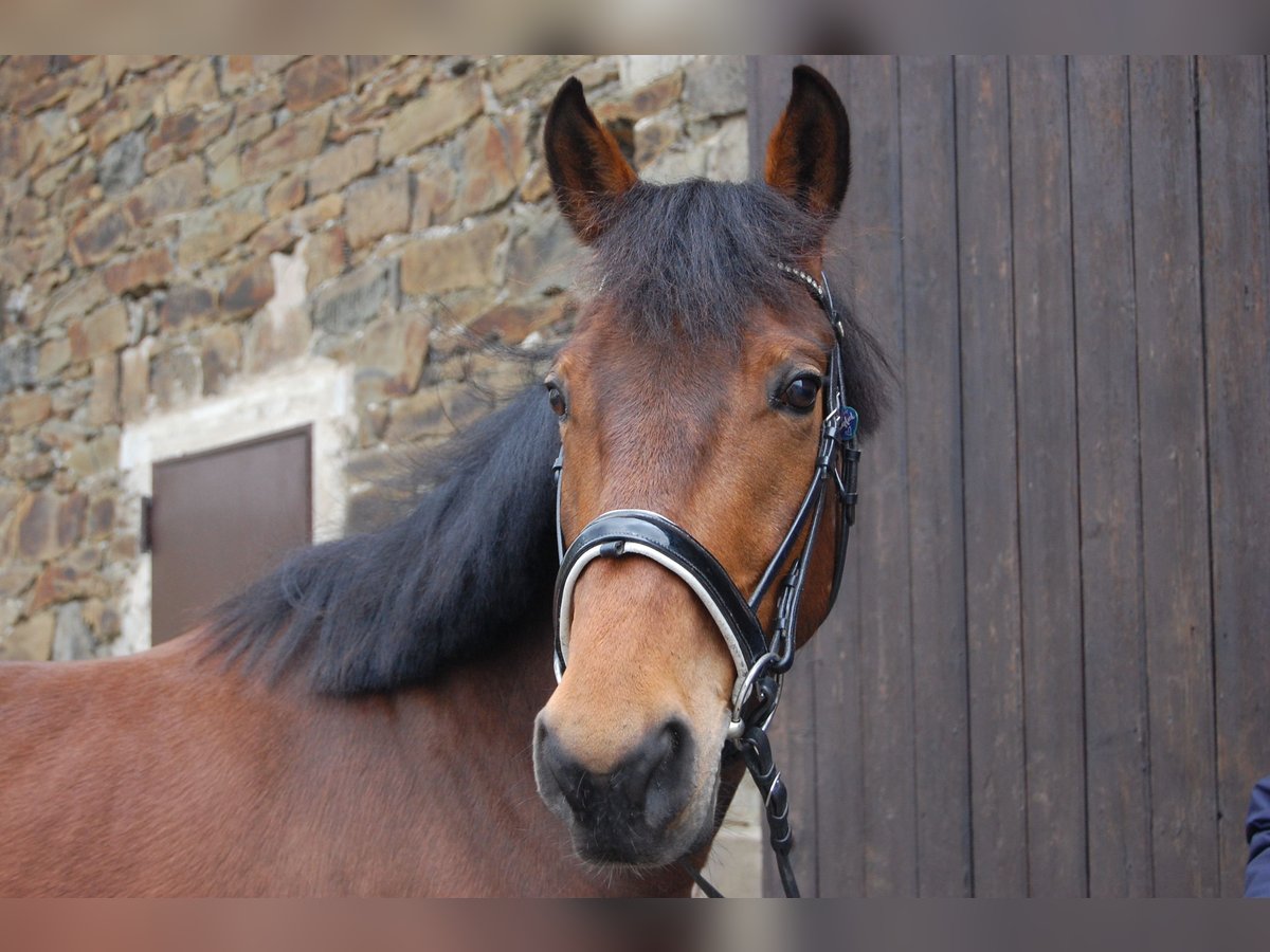 Französischer Traber Wallach 9 Jahre 160 cm Brauner in Ratingen