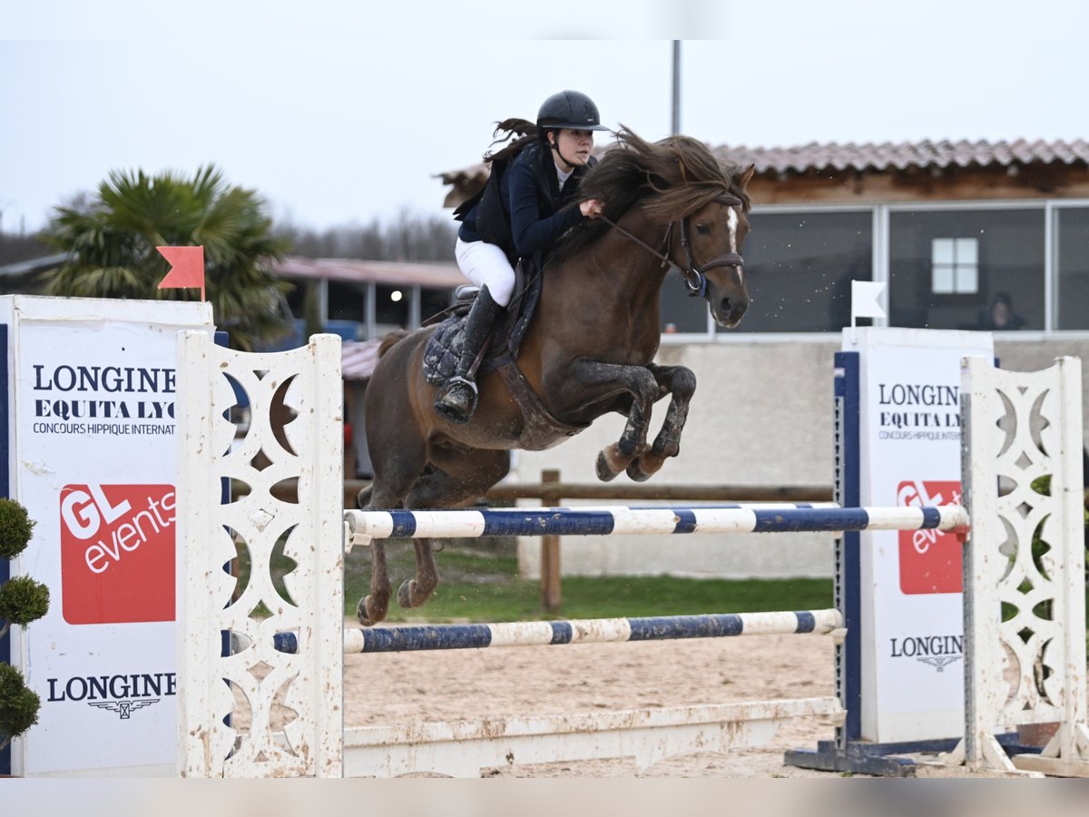 Französisches Reitpony Hengst 11 Jahre 147 cm Dunkelfuchs in Gex