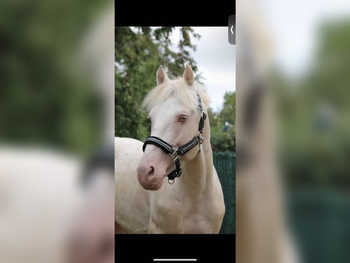 Französisches Reitpony Hengst 12 Jahre 151 cm Cremello in La Genetouze