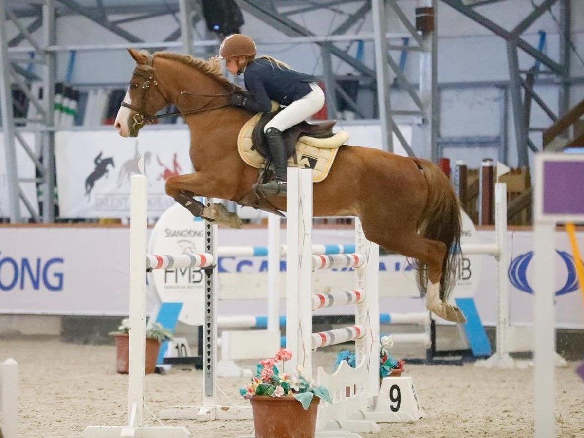 Französisches Reitpony Hengst 16 Jahre 146 cm Dunkelfuchs in Tök