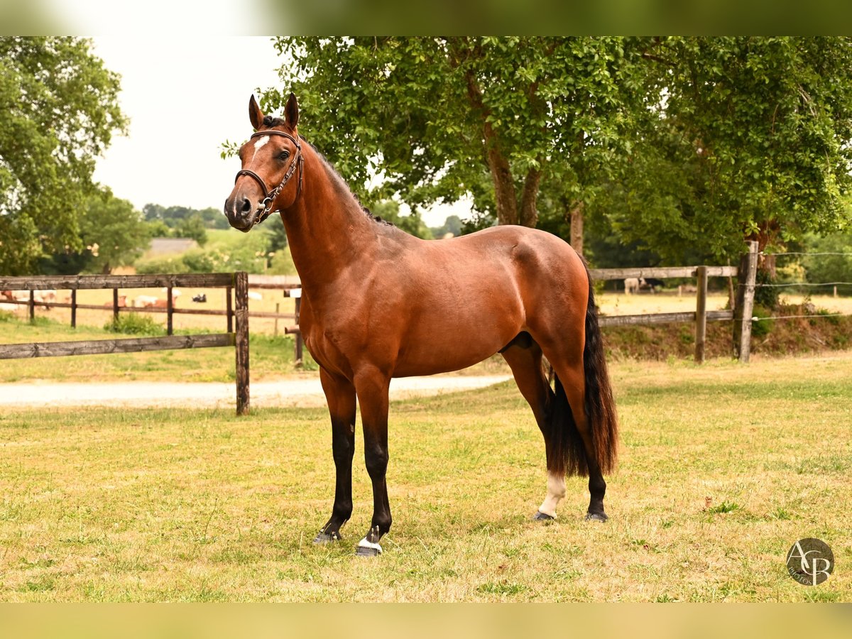 Französisches Reitpony Hengst 2 Jahre 145 cm Brauner in Ch&#xE2;teau-Gontier