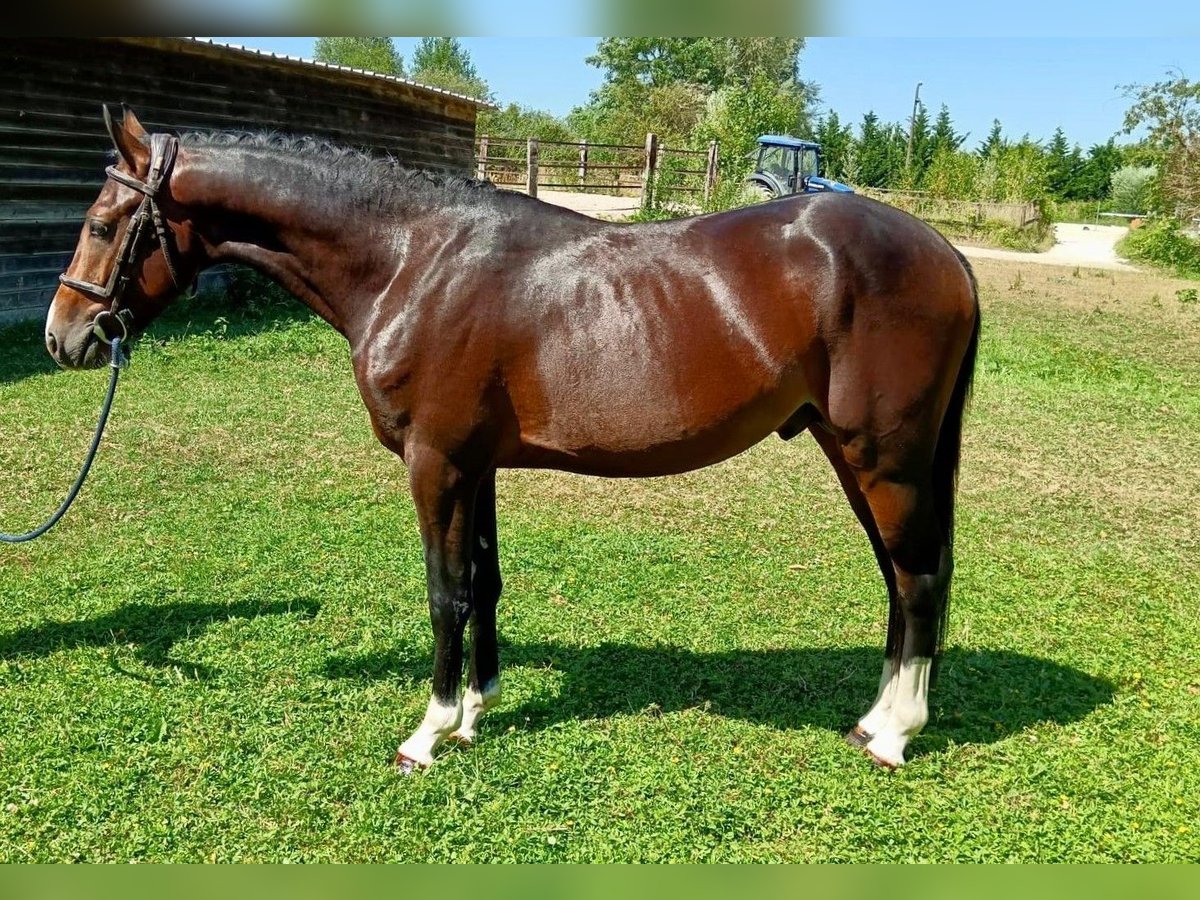 Französisches Reitpony Hengst 3 Jahre 141 cm Schwarzbrauner in Chalifert