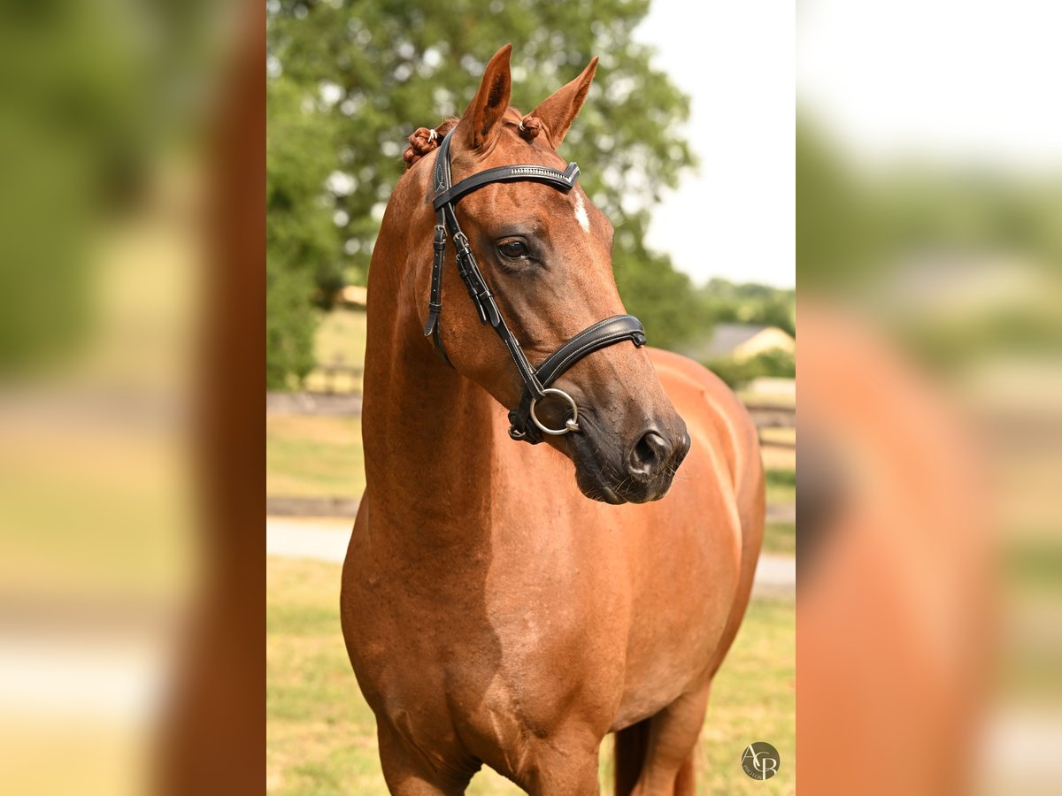Französisches Reitpony Hengst 4 Jahre 147 cm Dunkelfuchs in Ch&#xE2;teau-Gontier