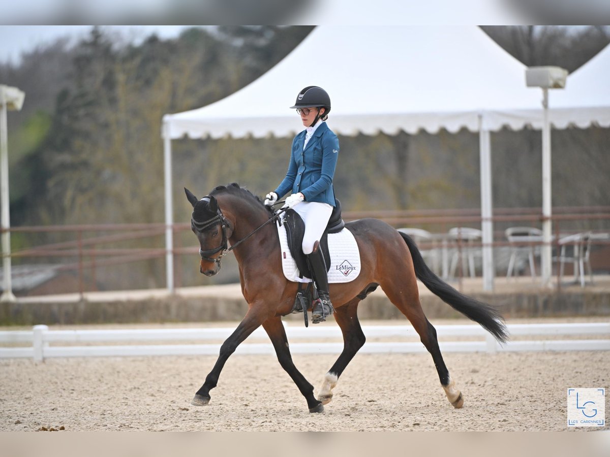 Französisches Reitpony Hengst 5 Jahre 144 cm Brauner in FAYE AUX LOGES