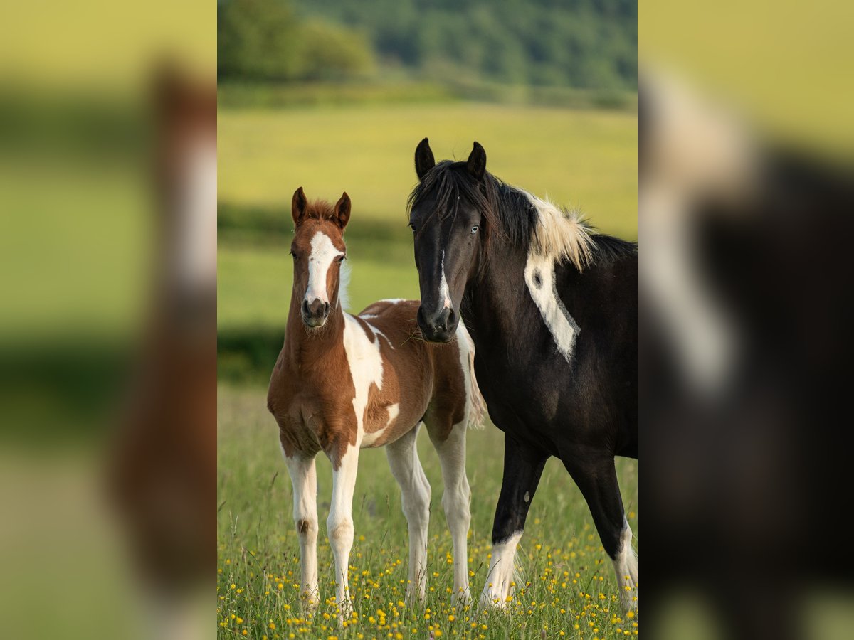 Französisches Reitpony Hengst  Tobiano-alle-Farben in cersot