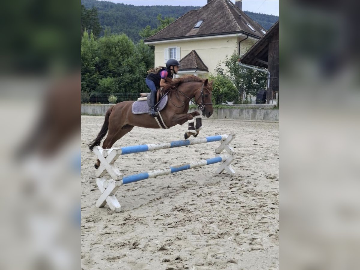 Französisches Reitpony Stute 13 Jahre 135 cm Fuchs in Glovelier