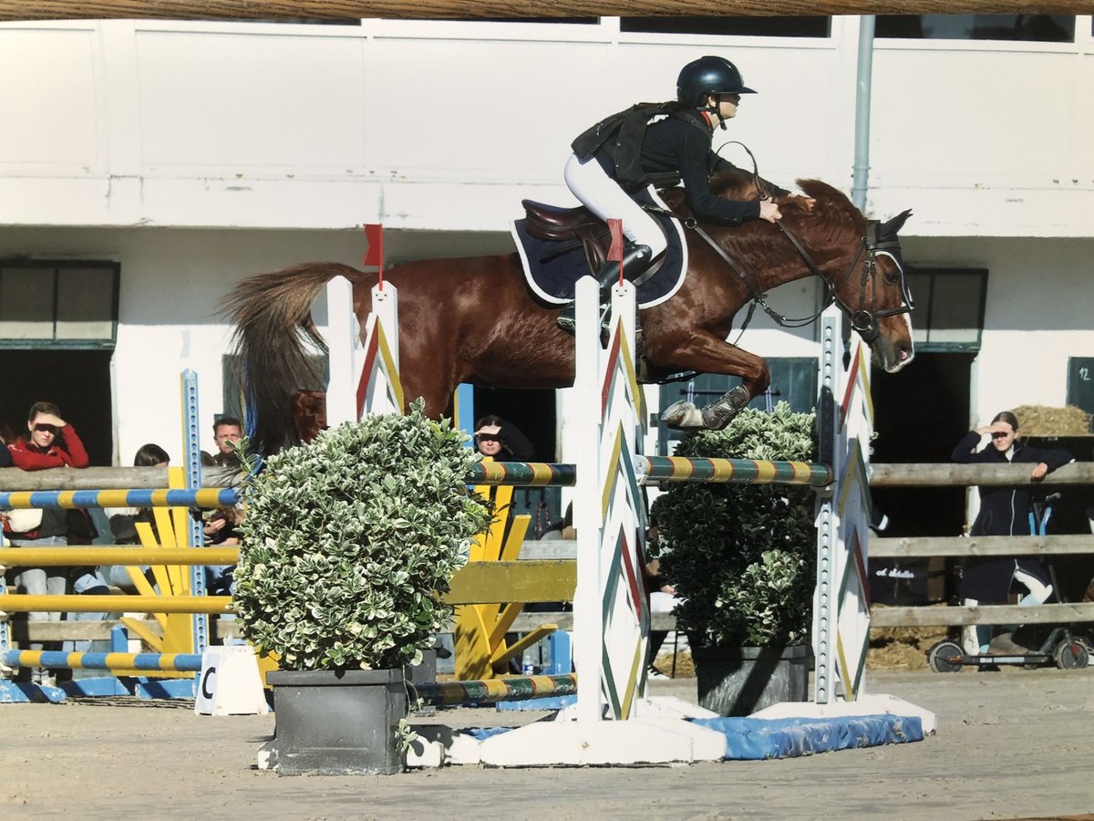 Französisches Reitpony Stute 13 Jahre 145 cm Fuchs in Boulogne-sur-Mer