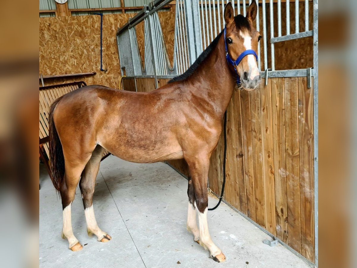 Französisches Reitpony Stute 1 Jahr 136 cm Brauner in Plouaret