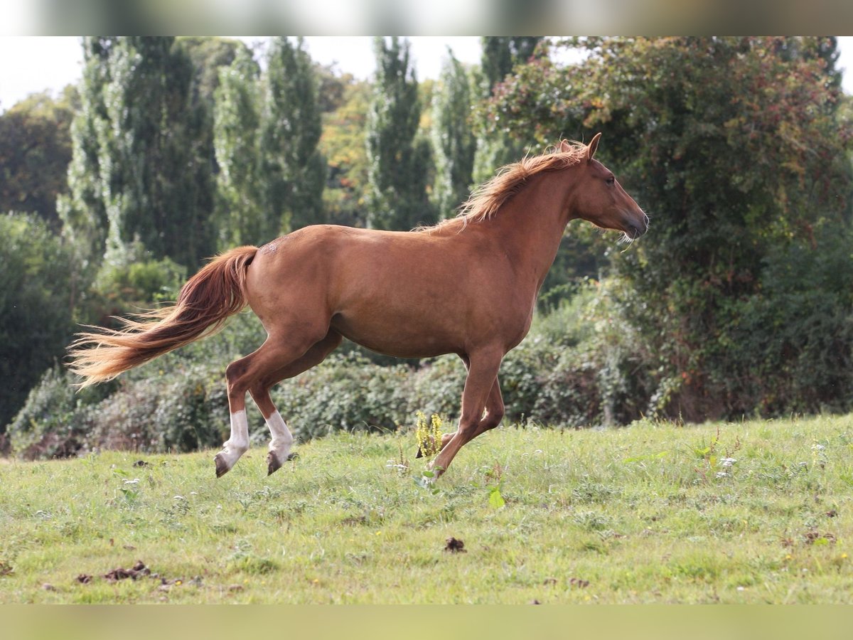Französisches Reitpony Stute 2 Jahre 147 cm Fuchs in Torigni-sur-Vire