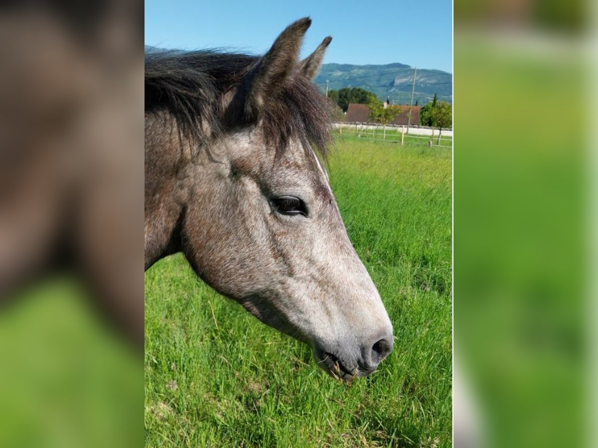 Französisches Reitpony Stute 4 Jahre 133 cm Schimmel in Saint Marcellin