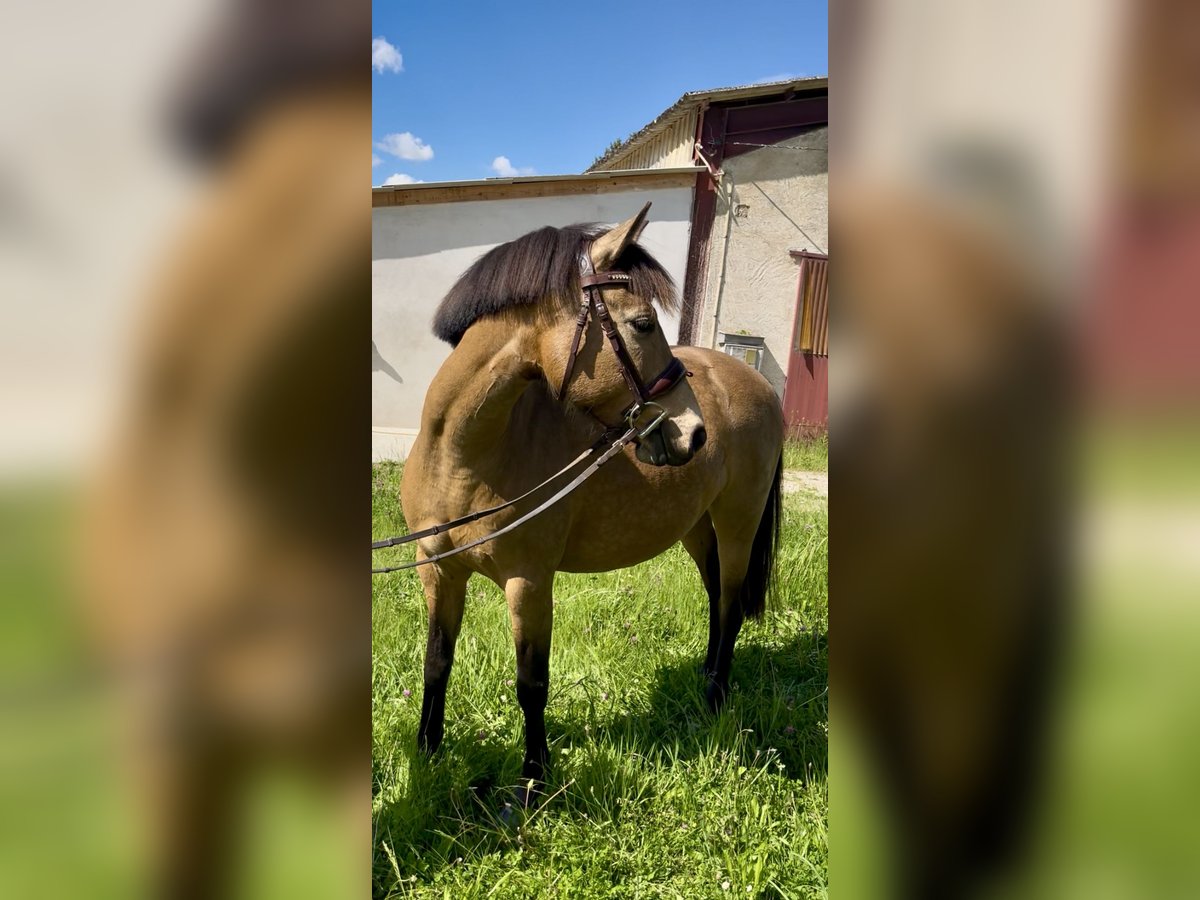 Französisches Reitpony Stute 5 Jahre 137 cm Falbe in Saint-André-en-Bresse