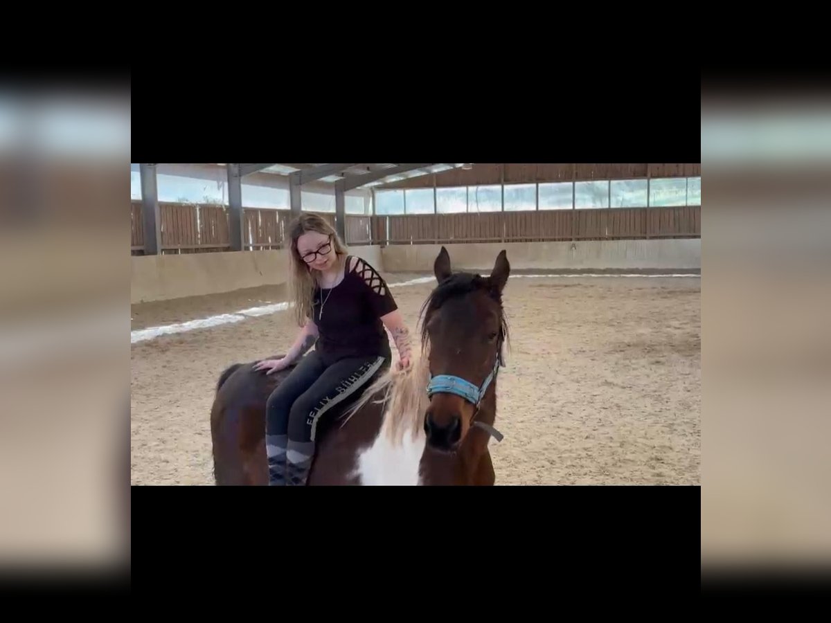 Französisches Reitpony Mix Stute 5 Jahre 143 cm Schecke in Lemberg