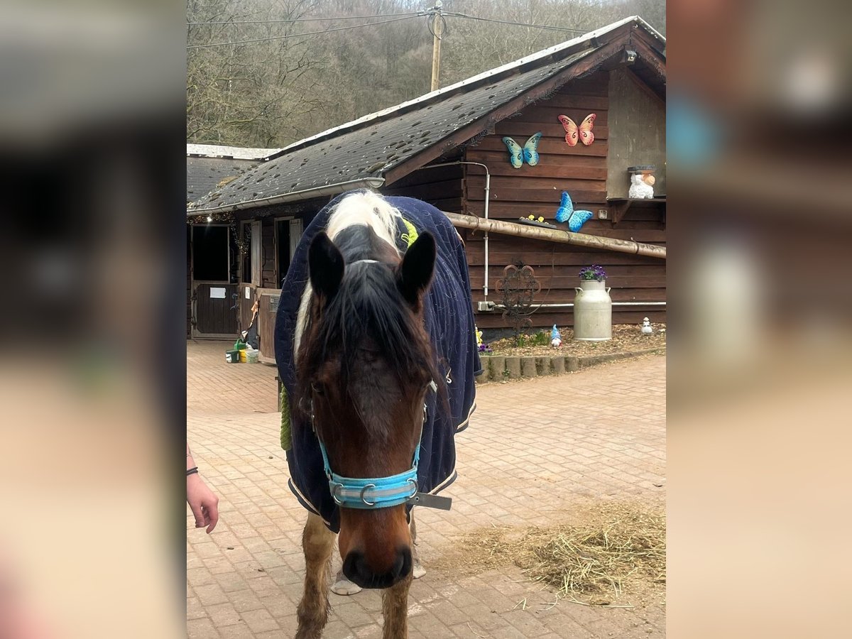 Französisches Reitpony Mix Stute 5 Jahre 143 cm Schecke in Lemberg