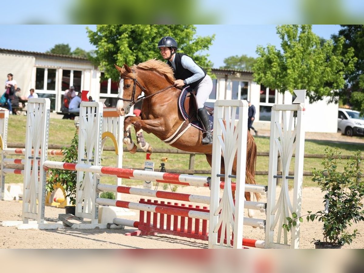 Französisches Reitpony Stute 6 Jahre 146 cm Fuchs in Niort