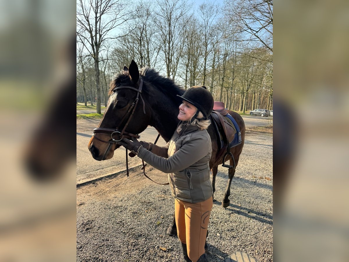 Französisches Reitpony Stute 6 Jahre 161 cm Dunkelbrauner in Sint-Michiels Brugge