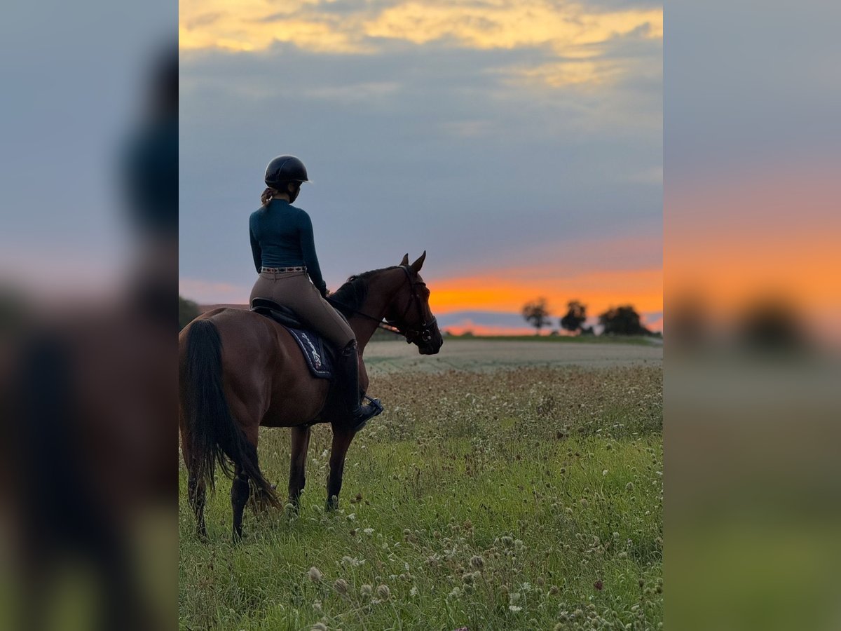 Französisches Reitpony Stute 8 Jahre 155 cm Brauner in Mosbach