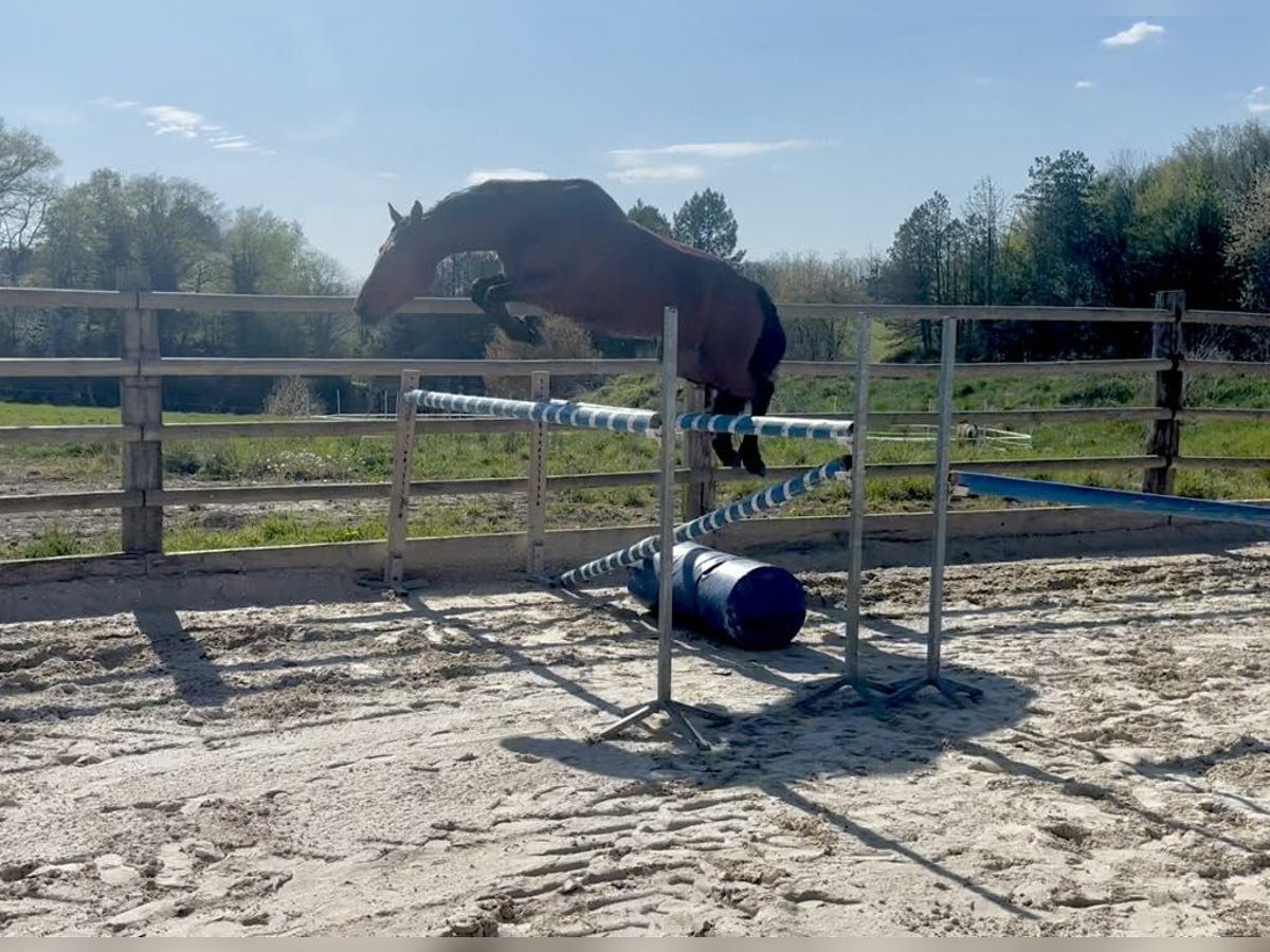 Französisches Reitpony Stute 8 Jahre 155 cm Brauner in Besançon