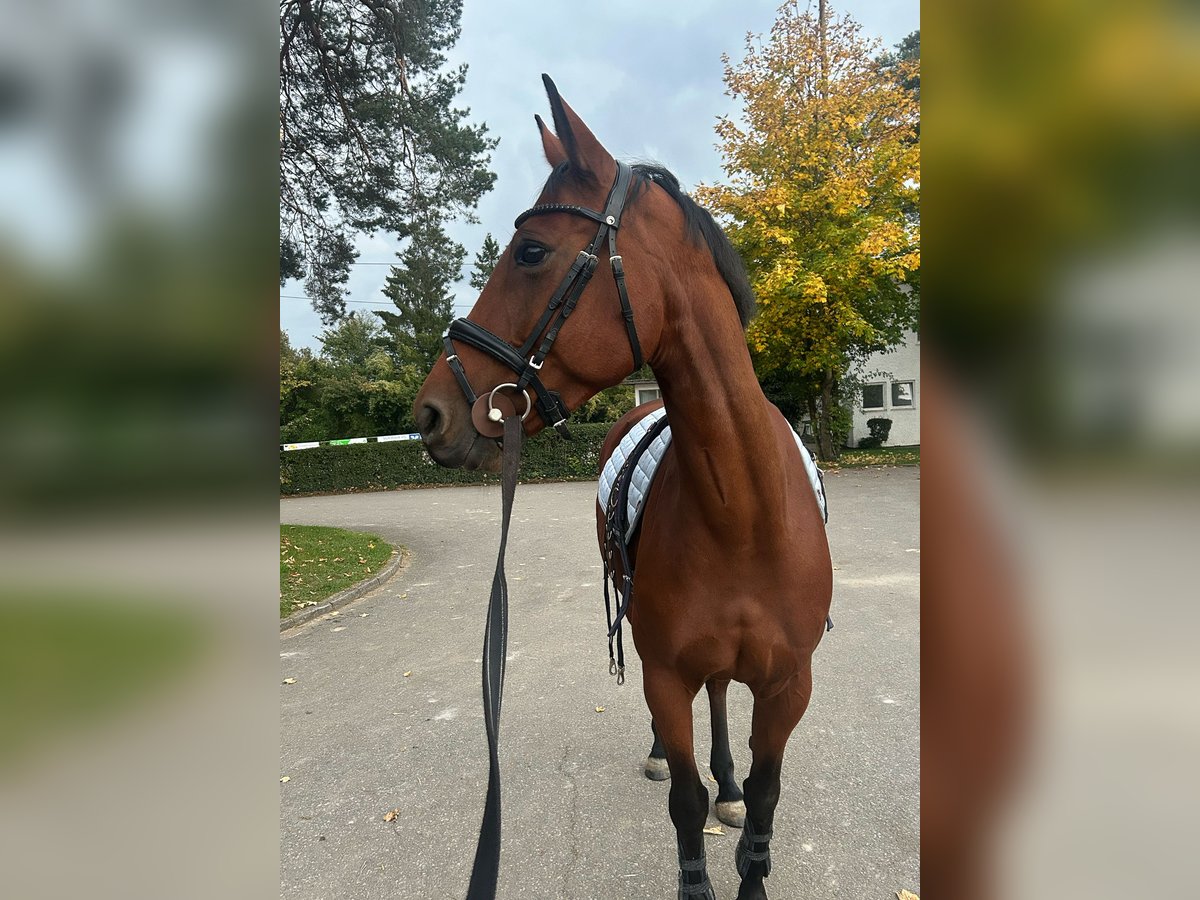 Französisches Reitpony Stute 8 Jahre 157 cm Brauner in Mosbach